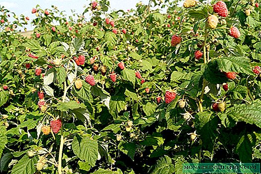 Autumn pruning raspberries - an important step in obtaining a good harvest