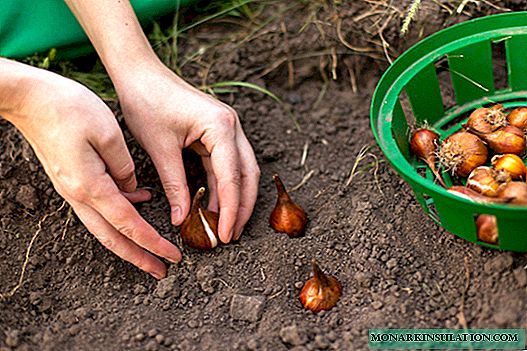 Autumn planting of bulbs: how to understand that it is too late