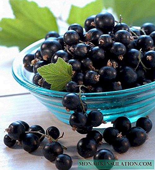 Metode utama dan aturan propagasi blackcurrant