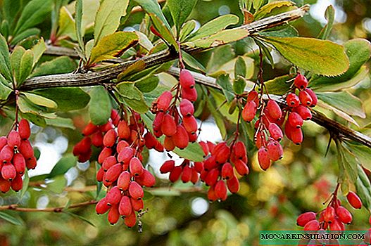 The main methods of propagation of barberry: seeds, root shoots, layering, dividing the bush and cuttings