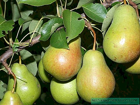 Les principaux types de stocks de poires dans différentes régions et les caractéristiques de leur culture