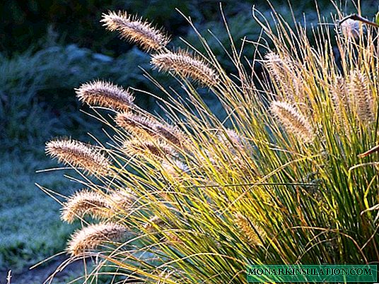 Features of the use of decorative cereals in landscape design