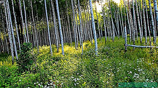 Ciri-ciri penggunaan birches hutan dalam reka bentuk landskap tapak
