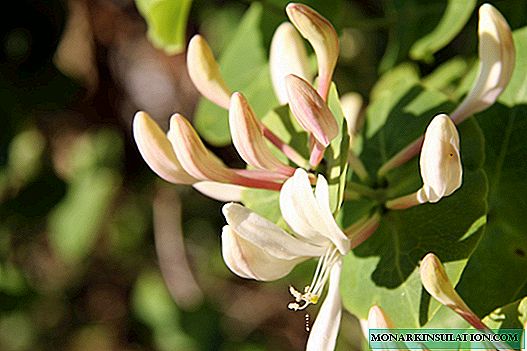 Features of honeysuckle pruning: when and how to carry out the procedure