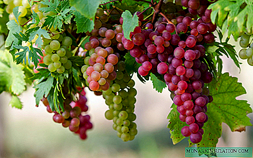 Características do plantio e cultivo de uvas nos subúrbios