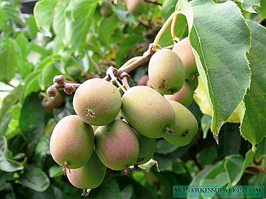 Características del cultivo de actinidia en Siberia.