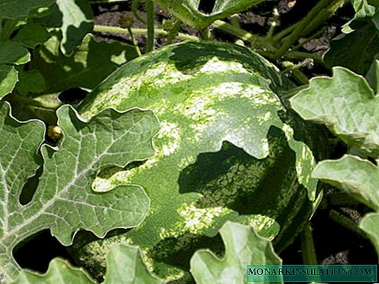 ملامح البطيخ المتزايد في سيبيريا