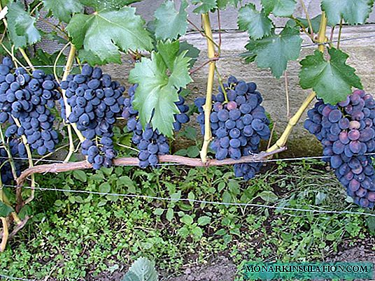 Ciri-ciri anggur anggur awal yang semakin meningkat