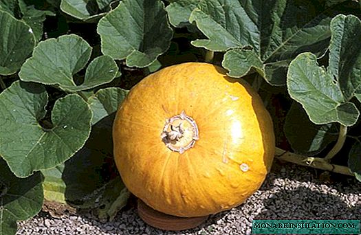 Features of growing pumpkins in the Urals: seedling and direct method of sowing