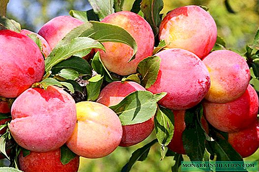 Timiryazev's memory - a plum variety with a long history