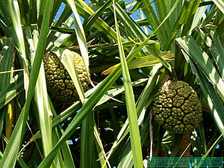 Pandanus: how to grow a tropical giant at home