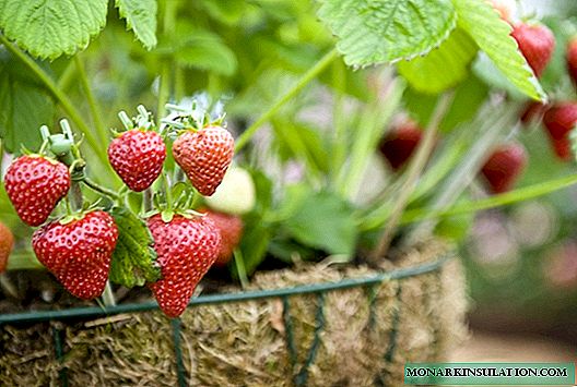 Transplantation de fraises au jardin: recommandations et nuances