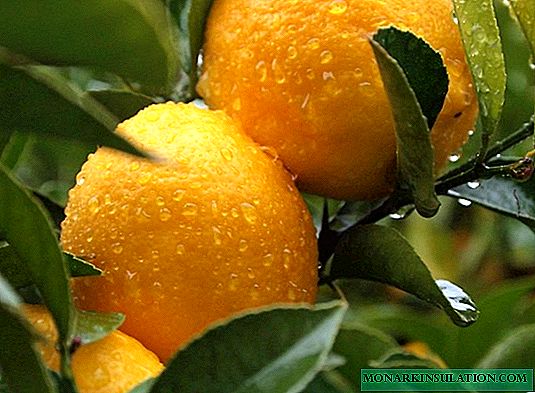 Transplanter un citronnier