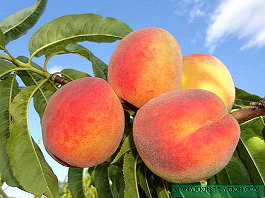 Peach Collins: description de la variété, principales subtilités de plantation et d'entretien, photos, avis de jardiniers