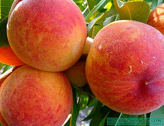 Peach Golden Anniversary - uma variedade antiga para um clima quente