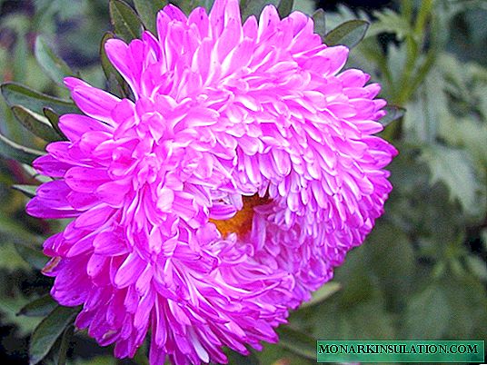 Lush pion-shaped asters: when and how to plant on seedlings and in open ground?