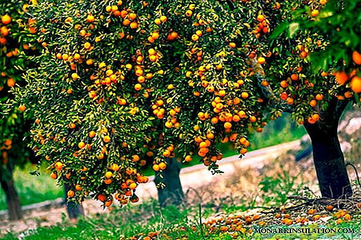 Pourquoi une orange s'appelait-elle une «pomme chinoise», que se passe-t-il et où pousse-t-elle