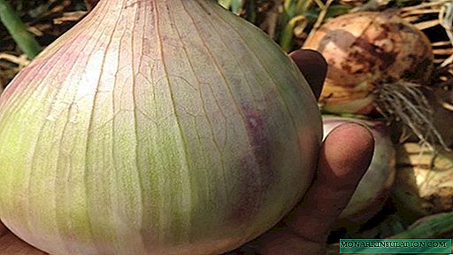 Why does onion rot in the garden and during storage and how to avoid this problem