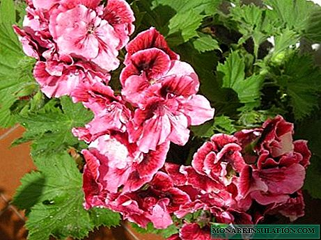 Why geranium does not bloom and how to fix it