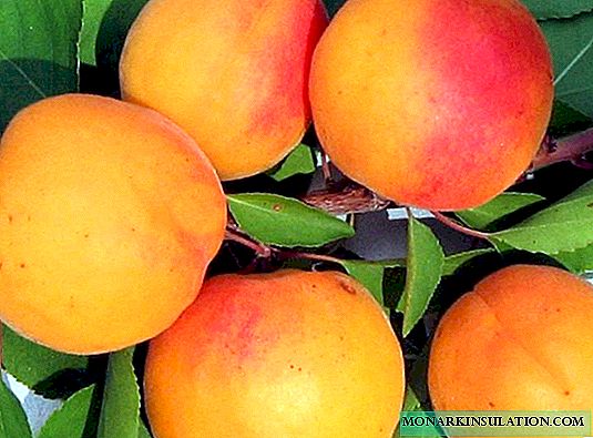 Pourquoi l'abricot ne porte pas ses fruits: les principales causes et méthodes de traitement du problème