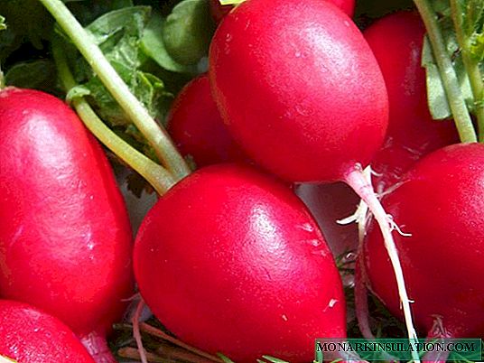 Why does the radish go to tops or holes appear on the leaves: solving problems when growing vegetables