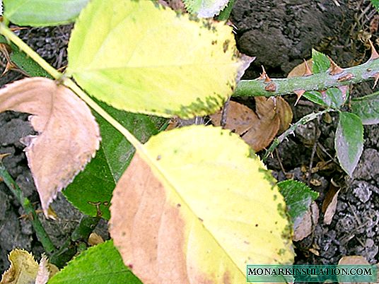 Why do roses turn yellow leaves: the main causes and methods of eliminating them