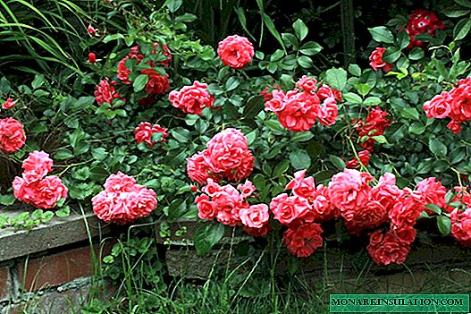 Prízemné ruže v dizajne krajiny: ako urobiť elegantnú ružovú záhradu