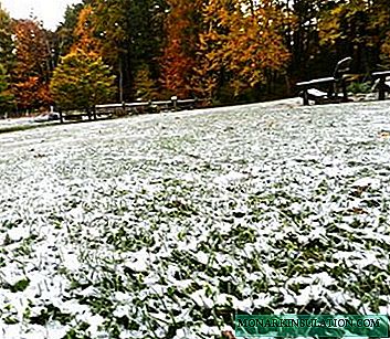 הכנת הדשא לחורף: סקירה כללית על טיפוח הדשא