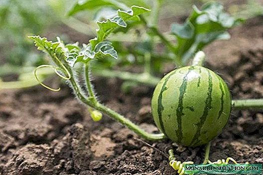 Forbereder vannmelonfrø for planting i åpen mark