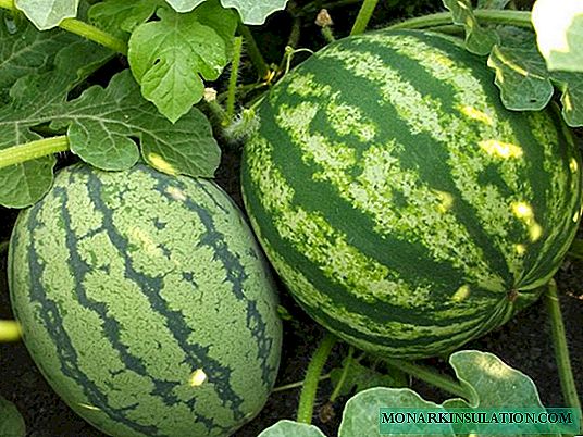 Watermelon dressing at different stages of development with organic and mineral fertilizers