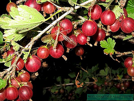 Дресинг от цариградско грозде - път към щедра реколта