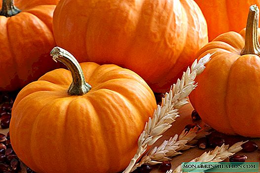 Pumpkin dressing - all the subtleties of using organic and mineral fertilizers