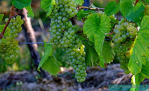 Garter of grapes - methods, terms and other features