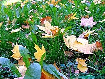 Semis d'hiver de la pelouse et de son complexe d'entretien en automne