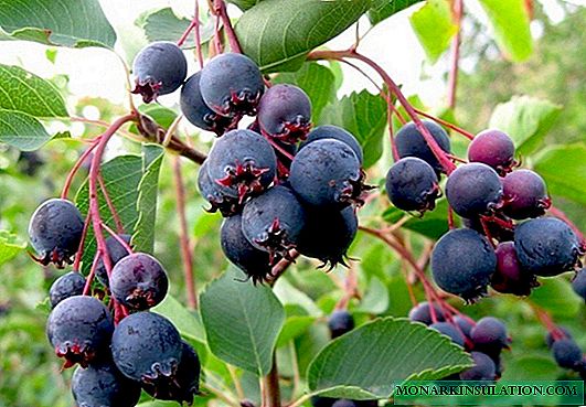 Irga utile et lumineux: choisissez une variété, plantez et cultivez des arbustes fruitiers sans prétention