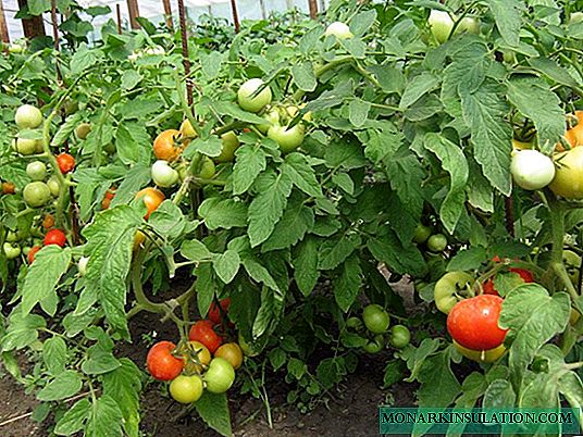 Pomidorowa Katia: ultraszybka i bezpretensjonalna