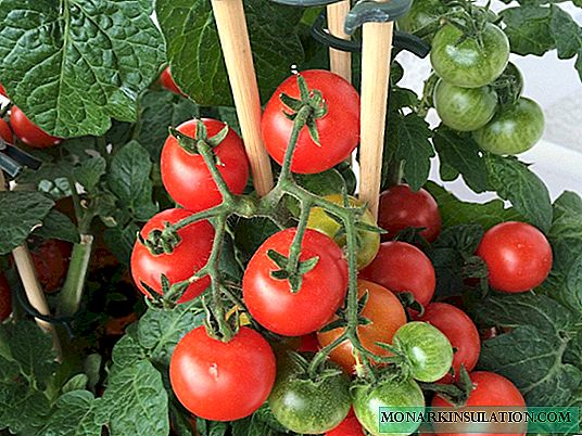 Tomaten in de Oeral: waarom het niet erg moeilijk is