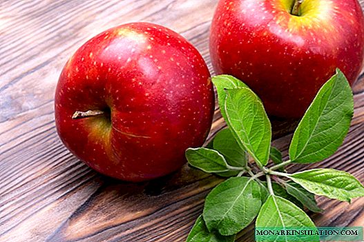 Популярный сорт яблони Гала и его разновидности