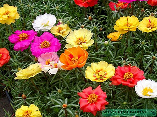 Verdolaga - plantando semillas y cuidando la alfombra de flores en campo abierto y en el alféizar de la ventana