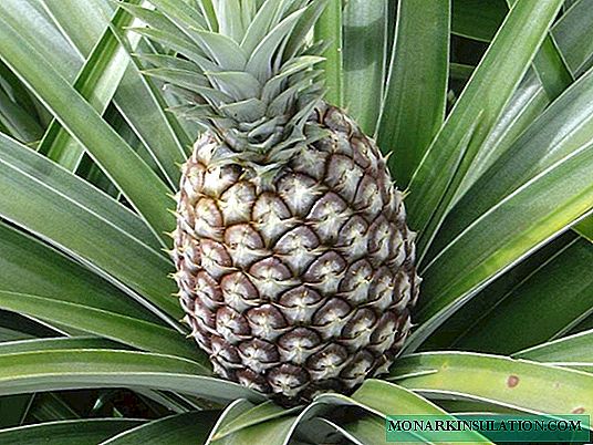 Ananas thuis planten: basismethoden en nuttige tips