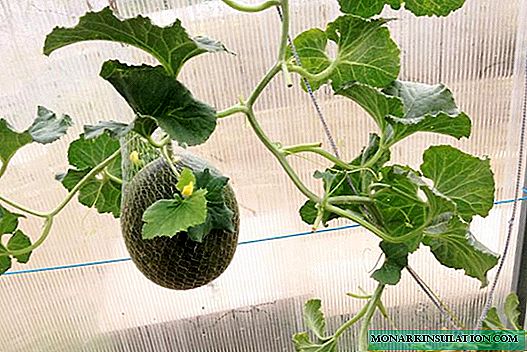 Plantando melancias em uma estufa: preparando o solo e as sementes, cuidando das plantas