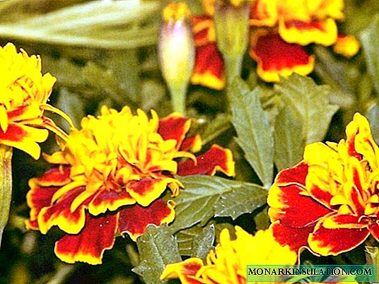 Planting marigolds on seedlings - when and how?