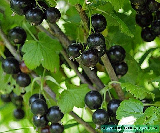 Plantera svarta vinbär under hösten: instruktioner för nybörjare