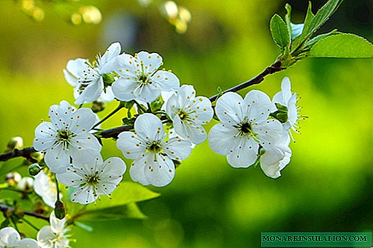 Plantar flores en mayo: consejos para los jardineros y el calendario de plantación de mayo