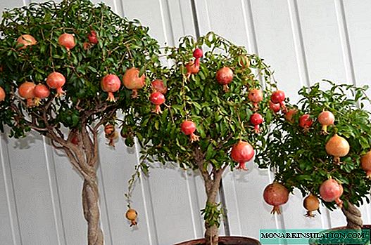 Planting a pomegranate: basic ways and useful tips