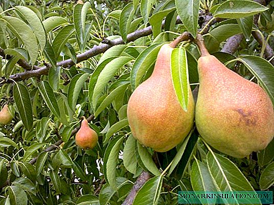 Pear planting in spring and autumn in the suburbs
