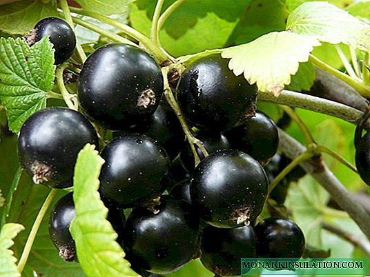 Planting and transplanting blackcurrant: step by step instructions
