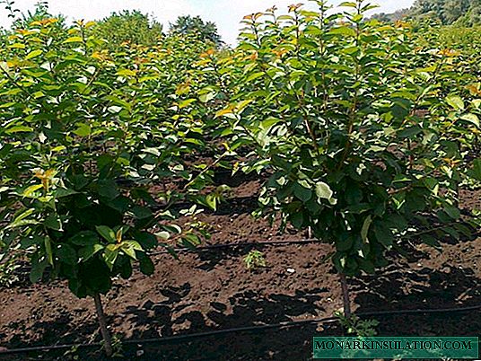 Planting og formering av kirsebær: grunnleggende regler og nyttige tips