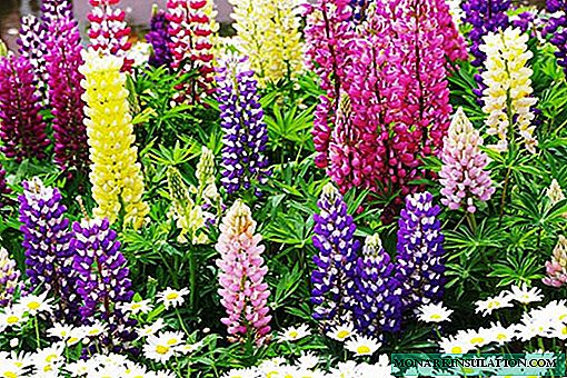 Planting and caring for a perennial garden delphinium