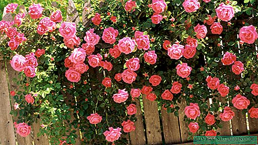 Plantera och ta hand om en klättros: reglerna för att ordna en klättrande rosenträdgård